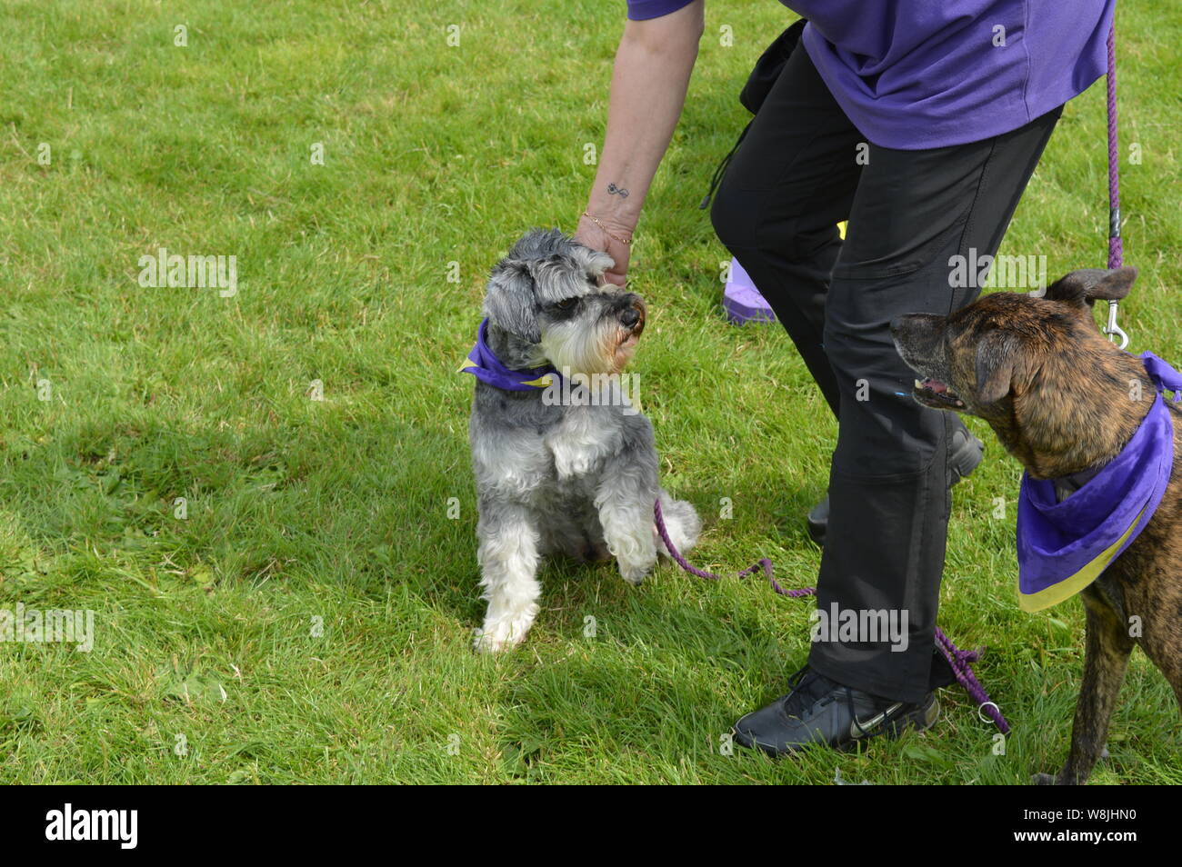 Dog show competition in UK Stock Photo