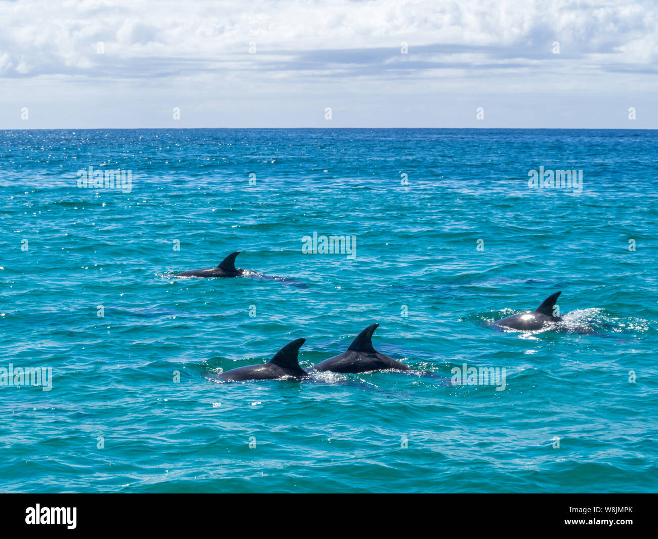 Dolphins in the turquoise waters of the Bay of Fires, Tasmania Stock Photo