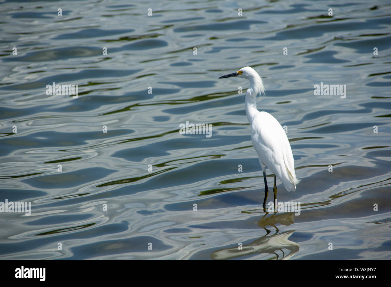 White heron wading in the water, looks out across the lake. Stock Photo