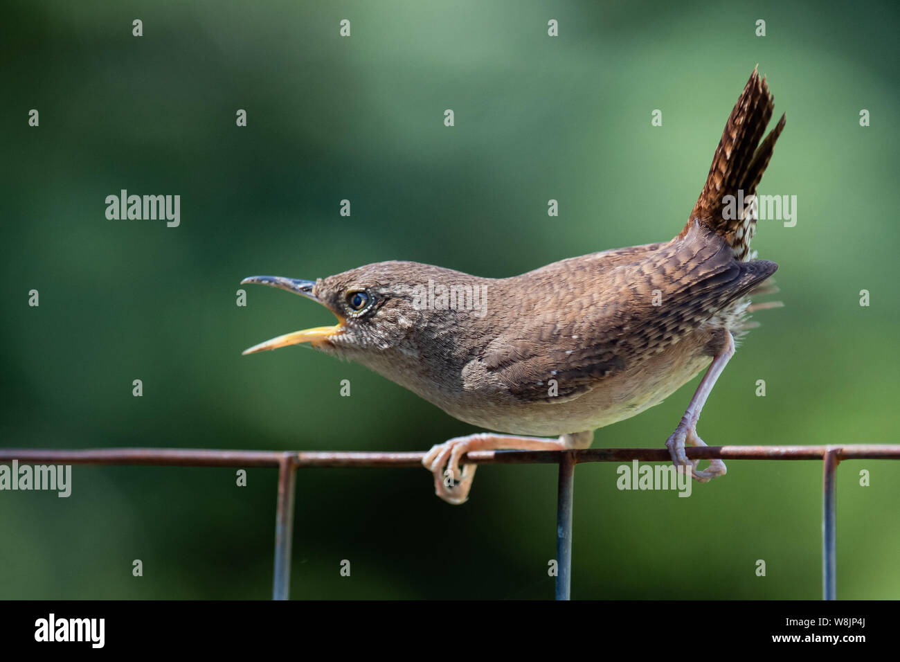 An angry house wren sitting on a wire fence scolding another bird in Speculator, NY USA Stock Photo