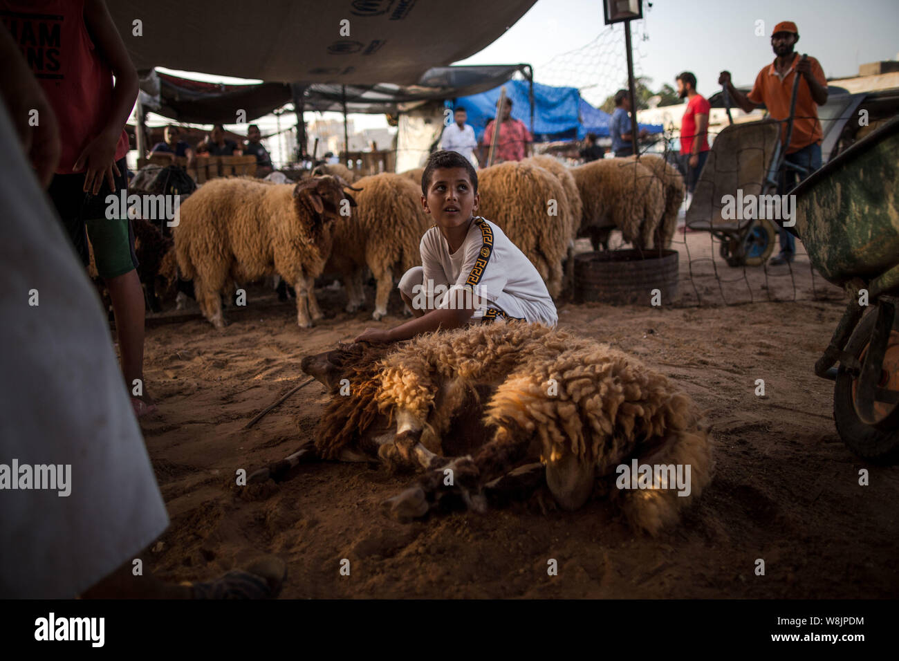 Tripoli, Libya. 9th Aug, 2019. A boy holds a sheep at a livestock market in Tripoli, Libya, on Aug. 9, 2019. Libya's National Animal Health Center on Friday said that 350,000 sheep have been imported for Eid al-Adha, or the 'Festival of the Sacrifice.' Credit: Amru Salahuddien/Xinhua Stock Photo