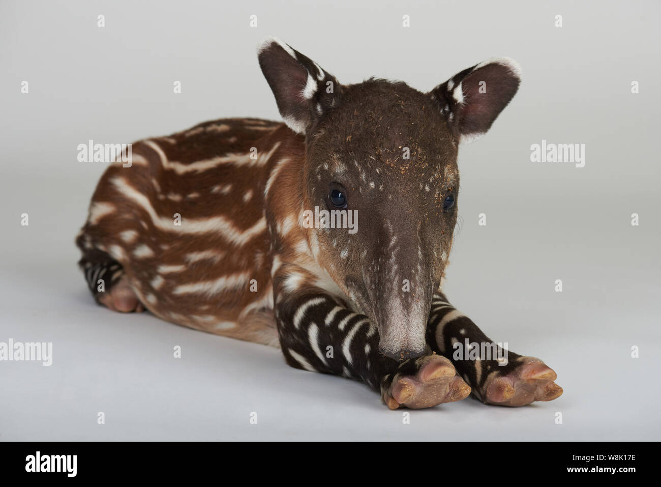 Laying tapir isolated on white studio background Stock Photo