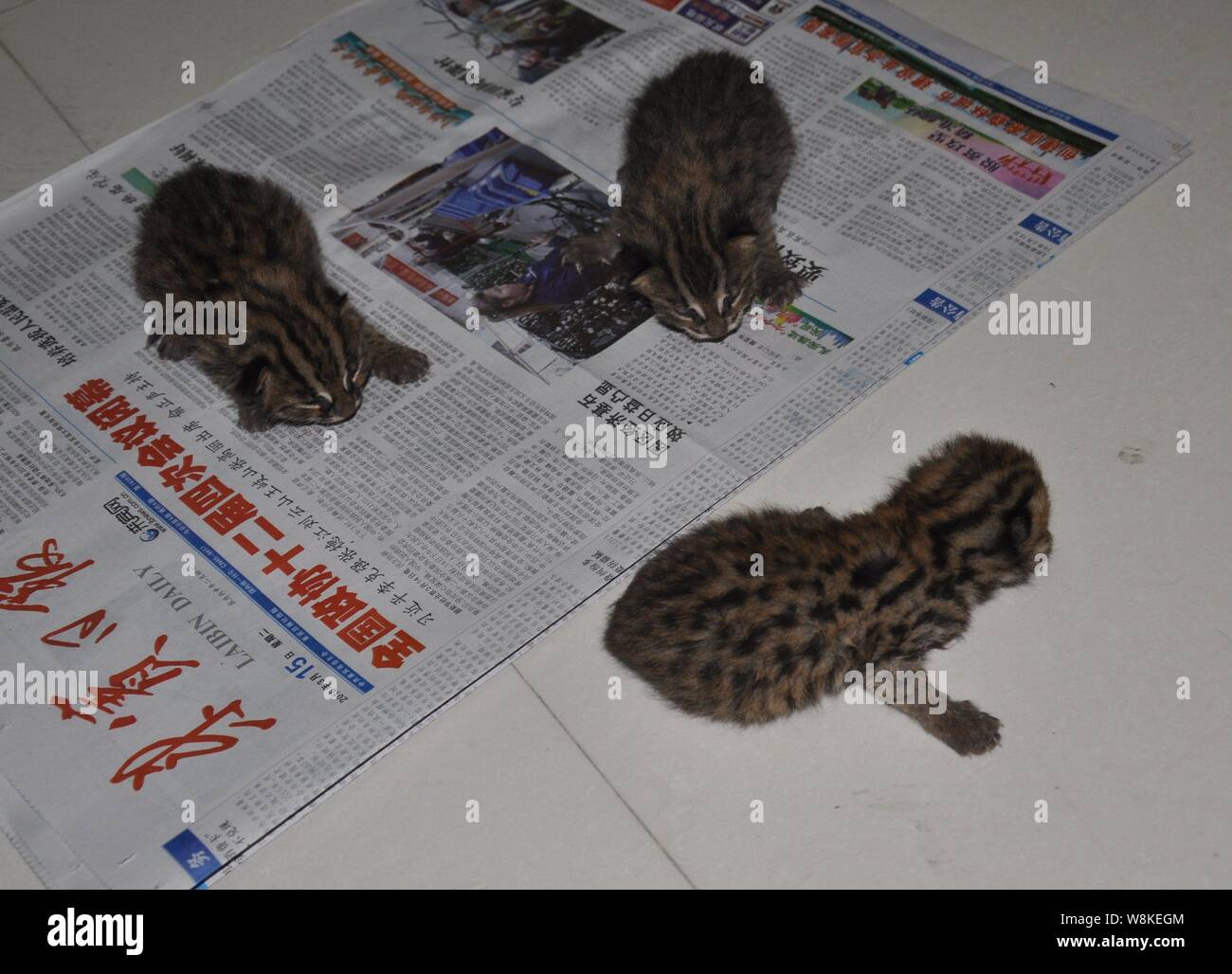 Reporte High Resolution Stock Photography And Images Alamy