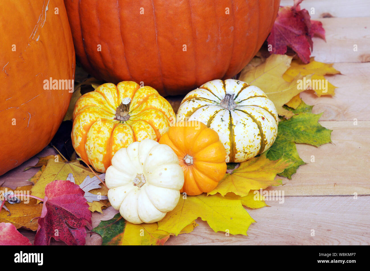 Mini Pumpkin With Autumn Season Decoration Stock Photo 263506159