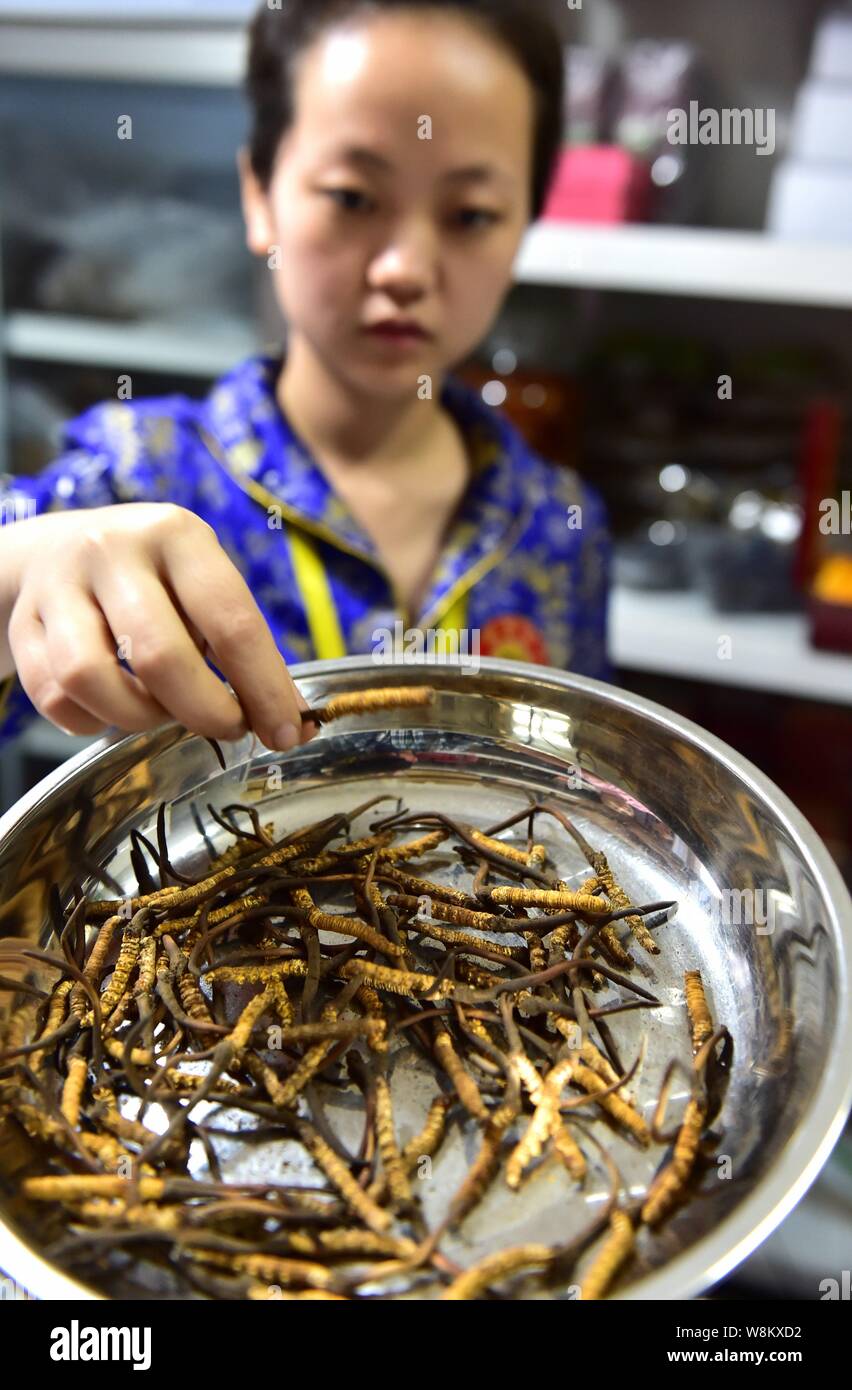 FILEA Chinese employee shows cordyceps, or caterpillar fungus, a kind of traditional Chinese
