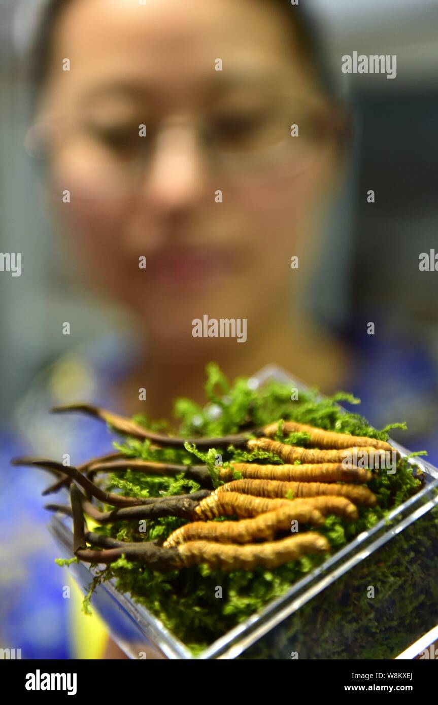 FILEA Chinese employee shows cordyceps, or caterpillar fungus, a kind of traditional Chinese