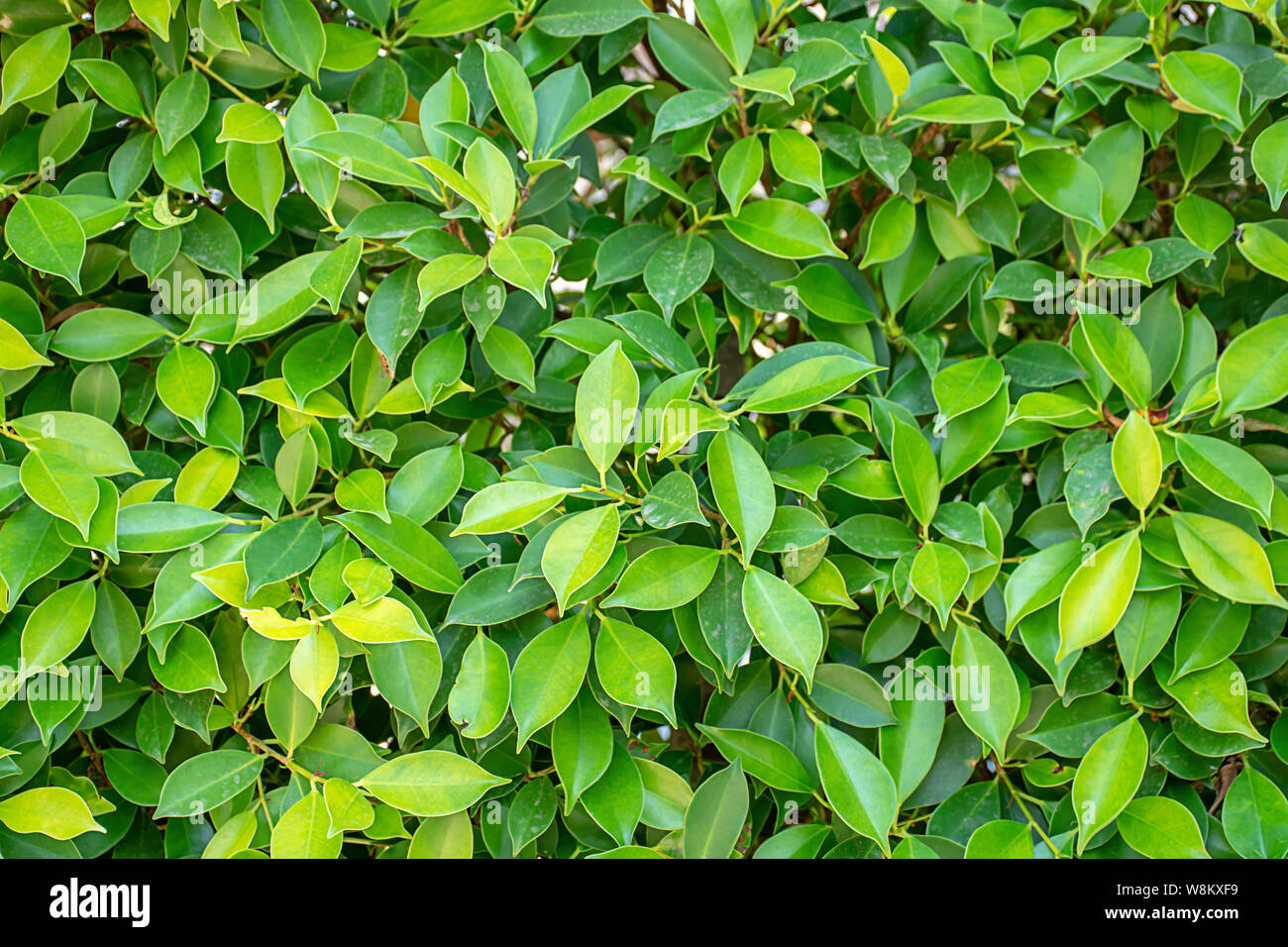 Bright green leaves stinging hi-res stock photography and images - Alamy