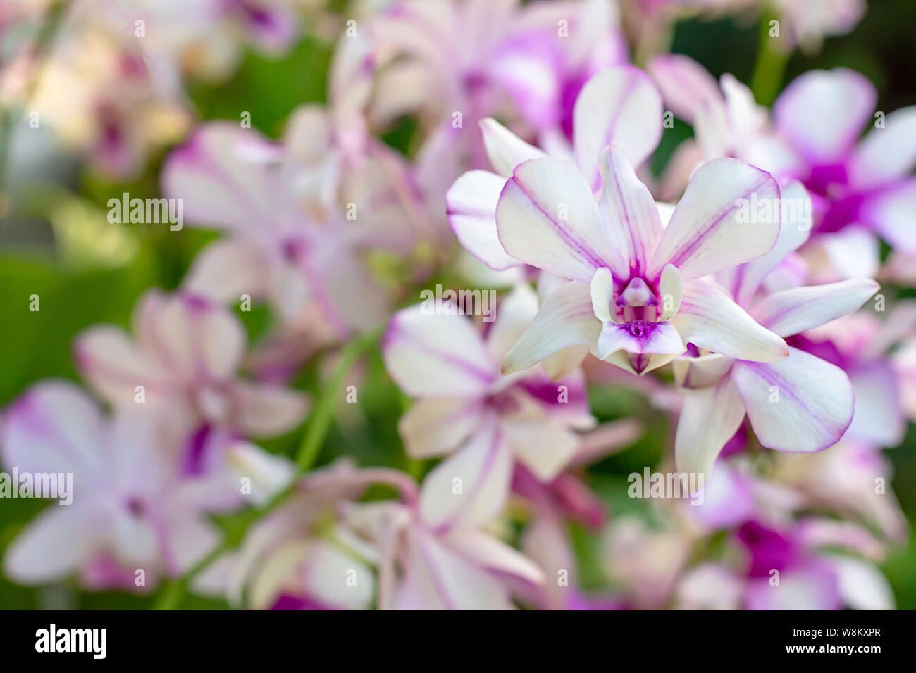 Beautiful White Orchid and patterned purple spots Background blurred