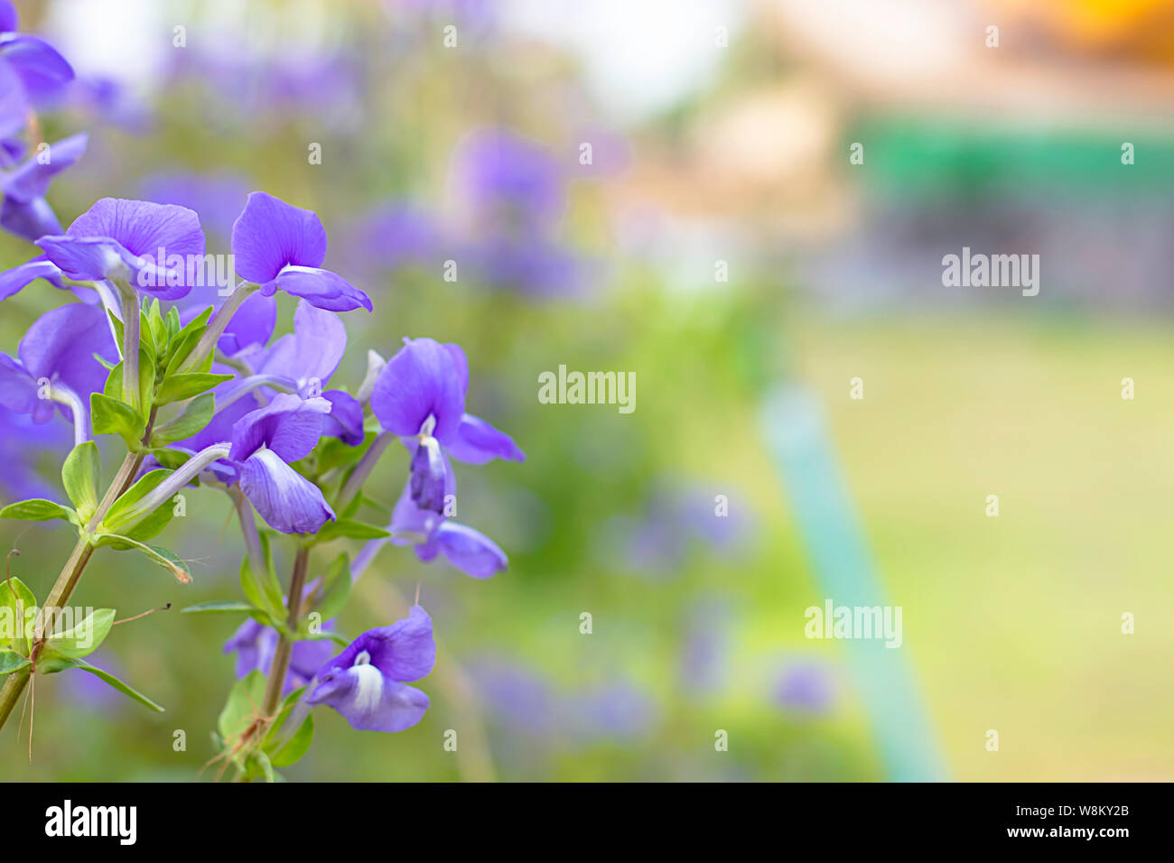Beauty of purple hi-res stock photography and images - Alamy