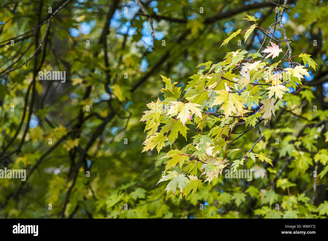 maple tree branch with yellow and red leaves on blurred forest ...