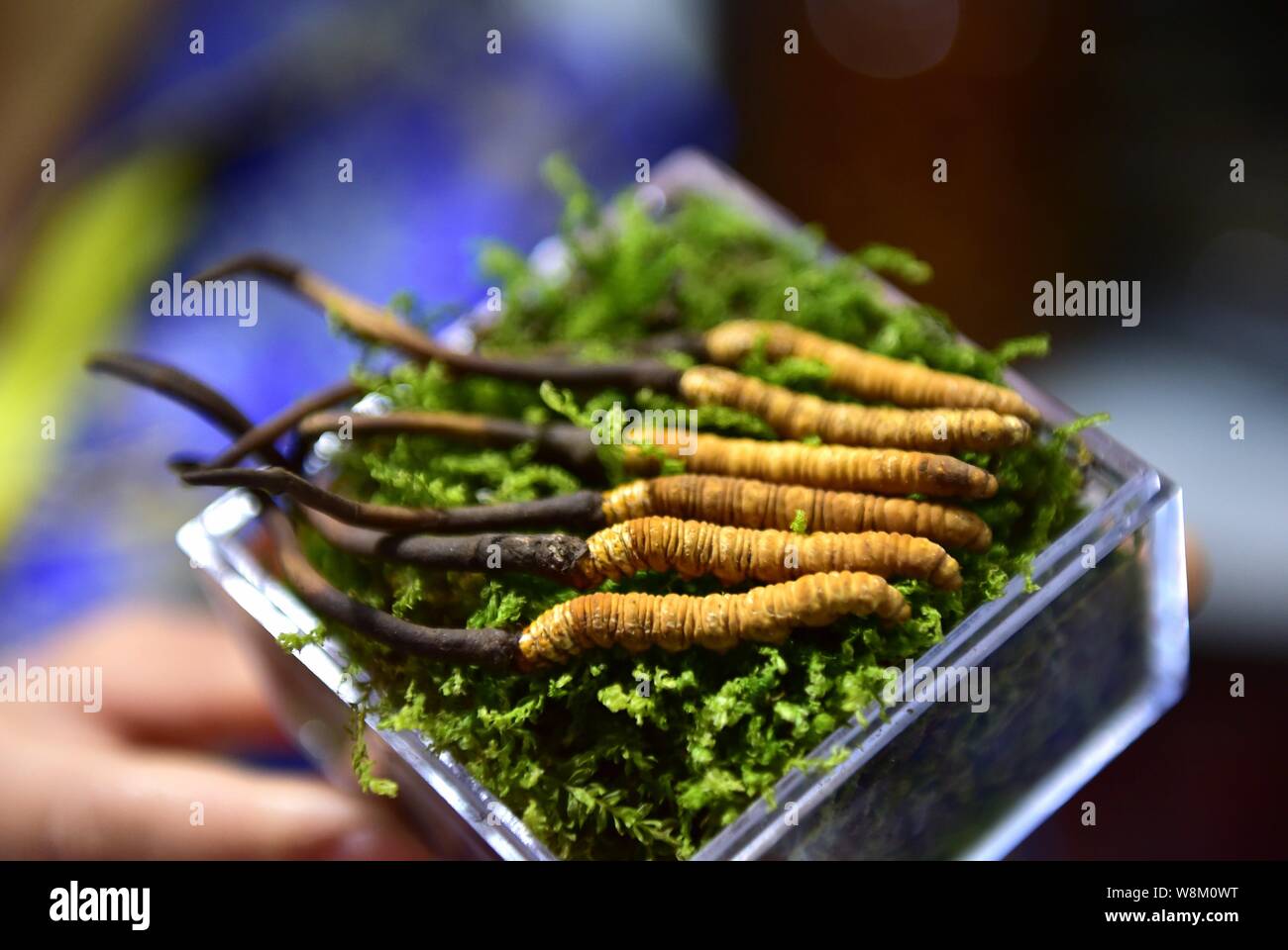 FILEA Chinese employee shows cordyceps, or caterpillar fungus, a kind of traditional Chinese