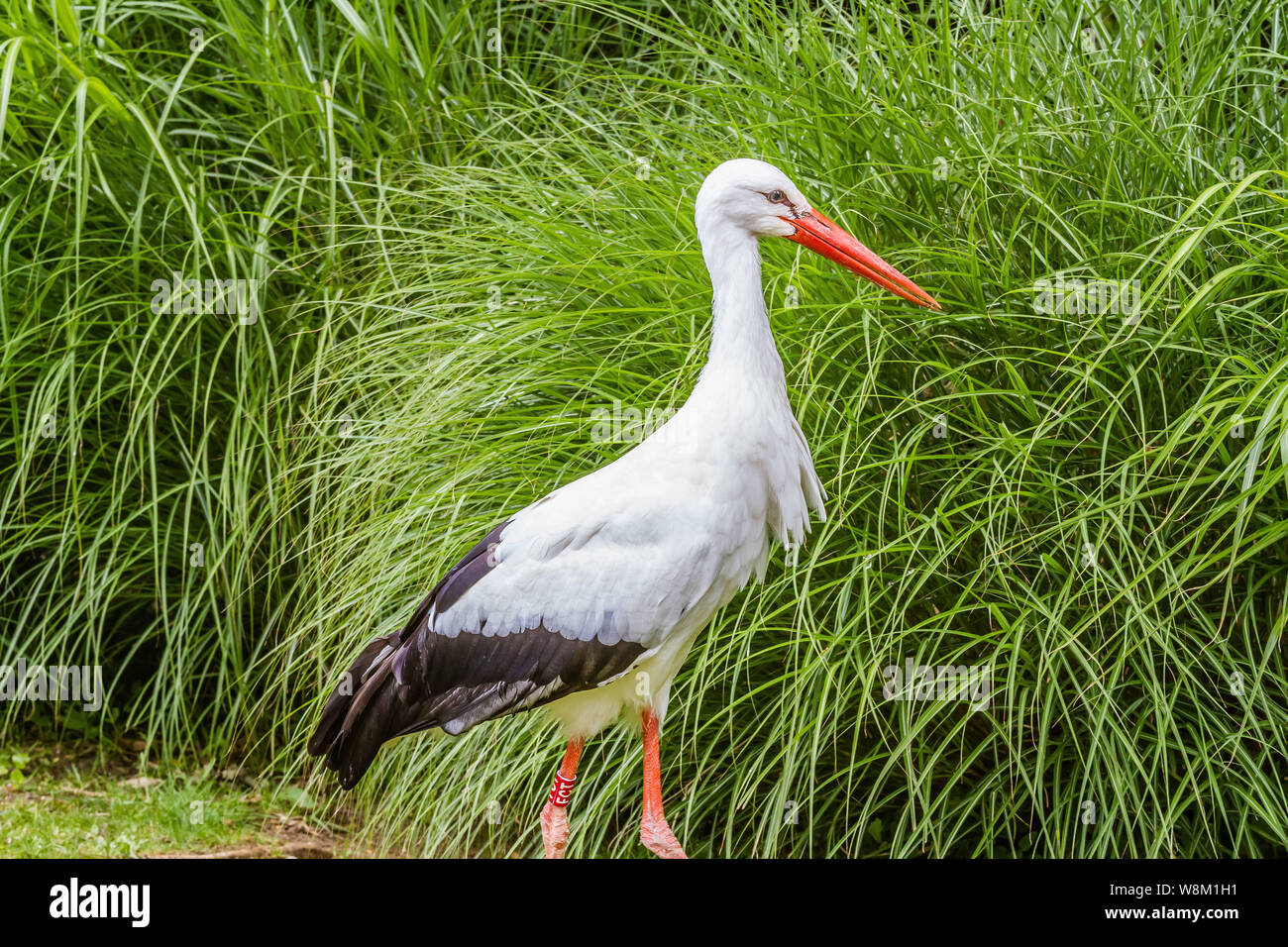 Cigogne - Ciconia (FR) / European White Stork (ENG) Stock Photo