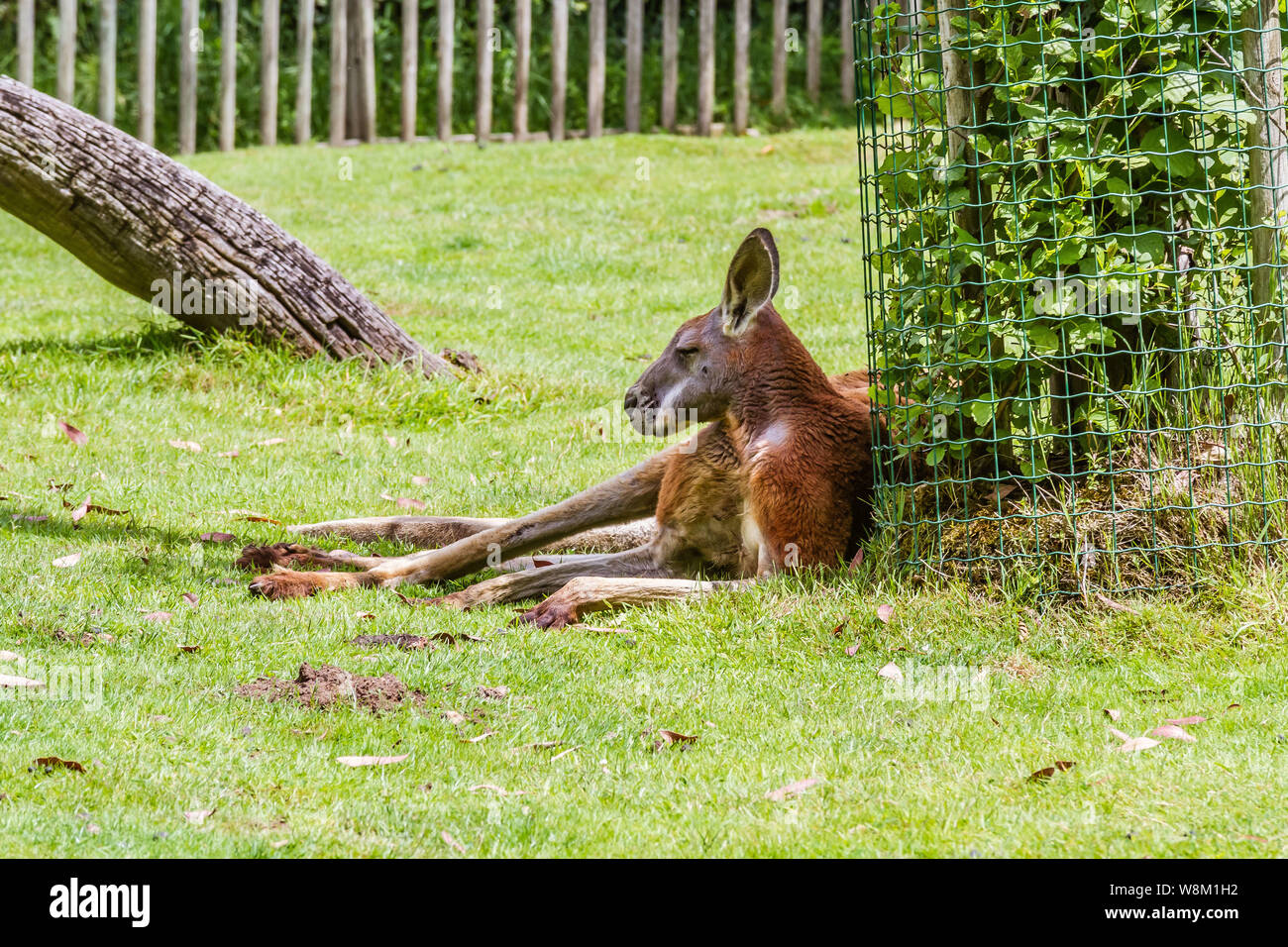 Kangourou Roux Fr Red Kangaroo Eng Stock Photo Alamy