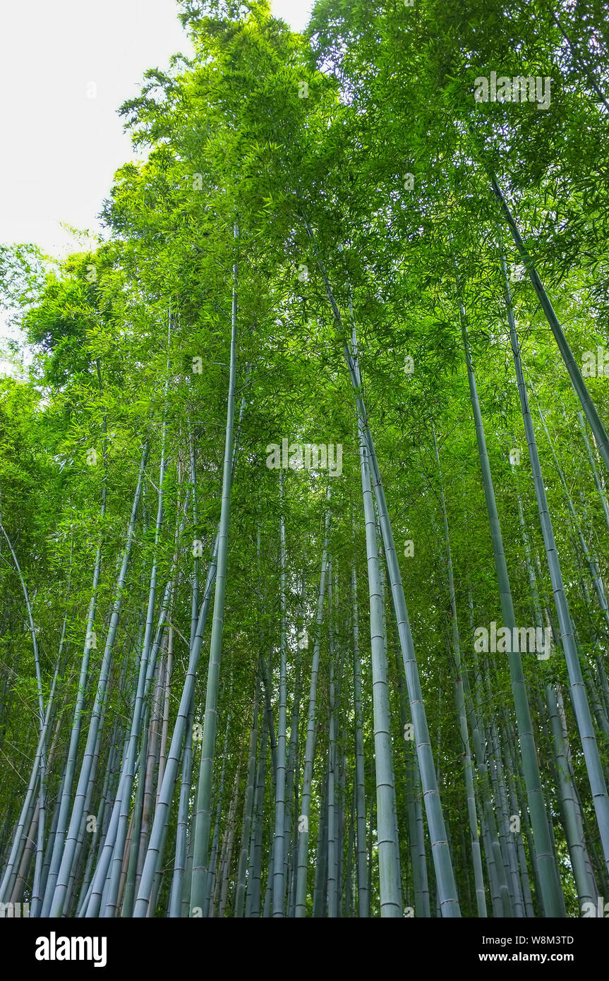 Arashiyama Bamboo Grove also known as the Sagano Bamboo Forest, located in western Kyoto, Japan. Stock Photo