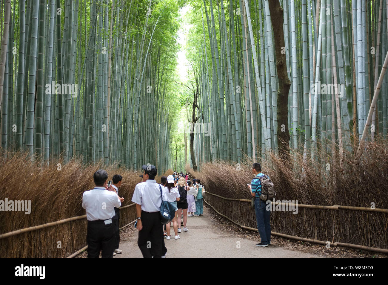 Arashiyama Bamboo Grove also known as the Sagano Bamboo Forest, located