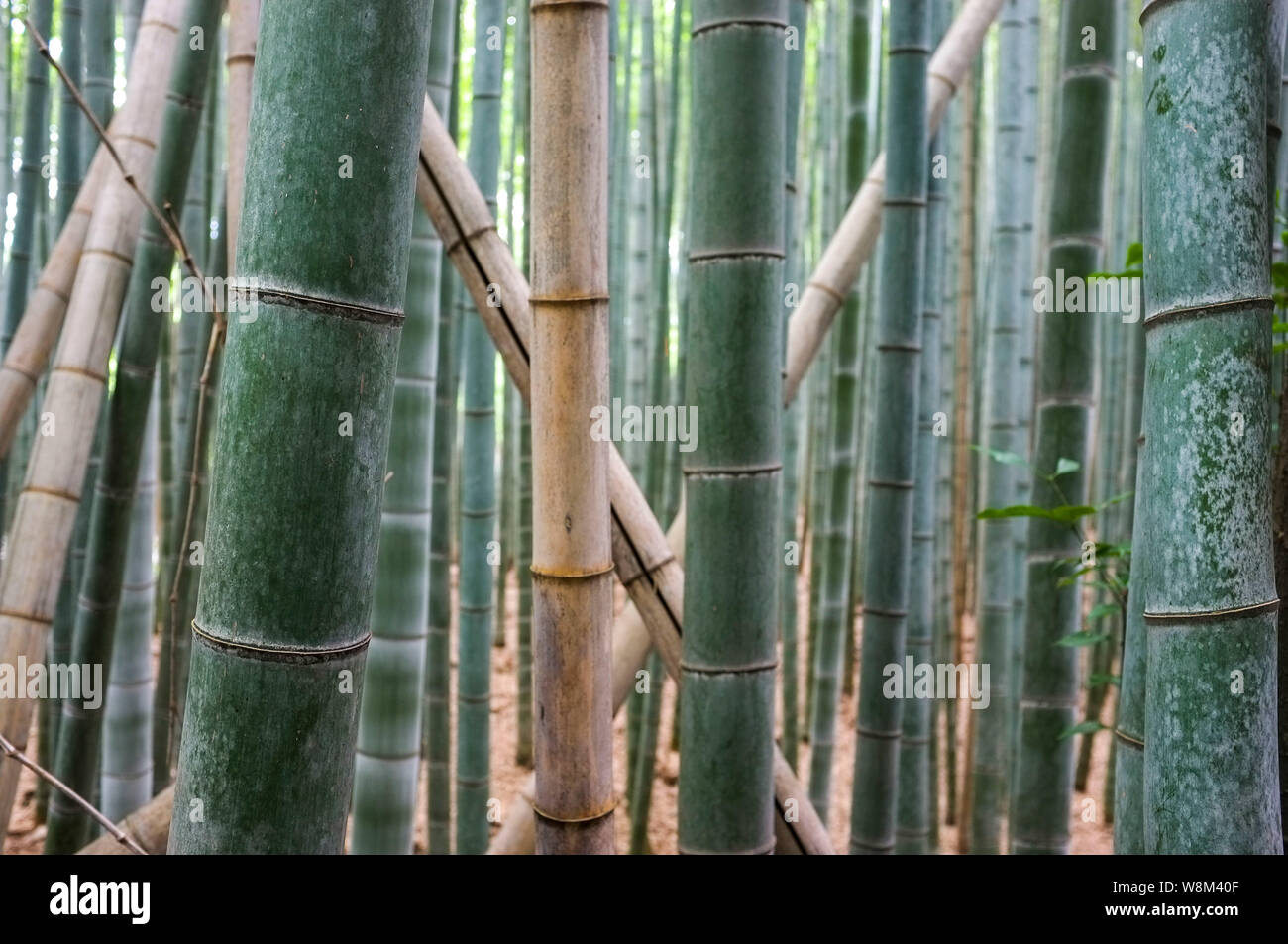 Arashiyama Bamboo Grove also known as the Sagano Bamboo Forest, located in western Kyoto, Japan. Stock Photo