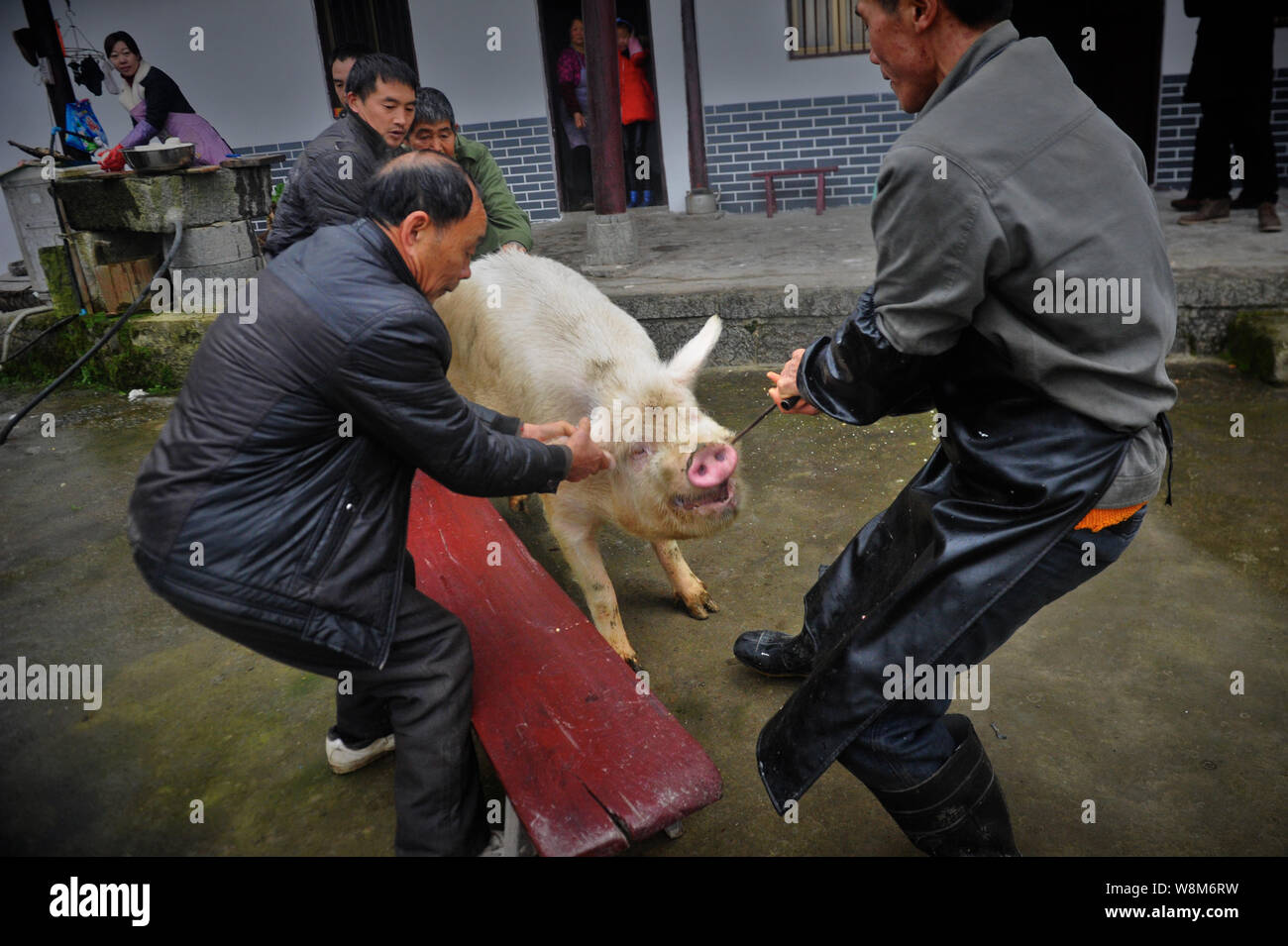 Chinese men pull a pig to be butchered out of a pig house at a villager's