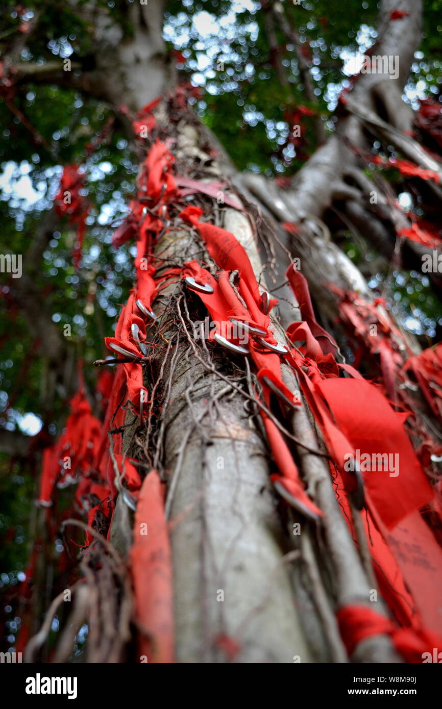 Wishing tree in Sekinchan, Selangor, Malaysia Stock Photo