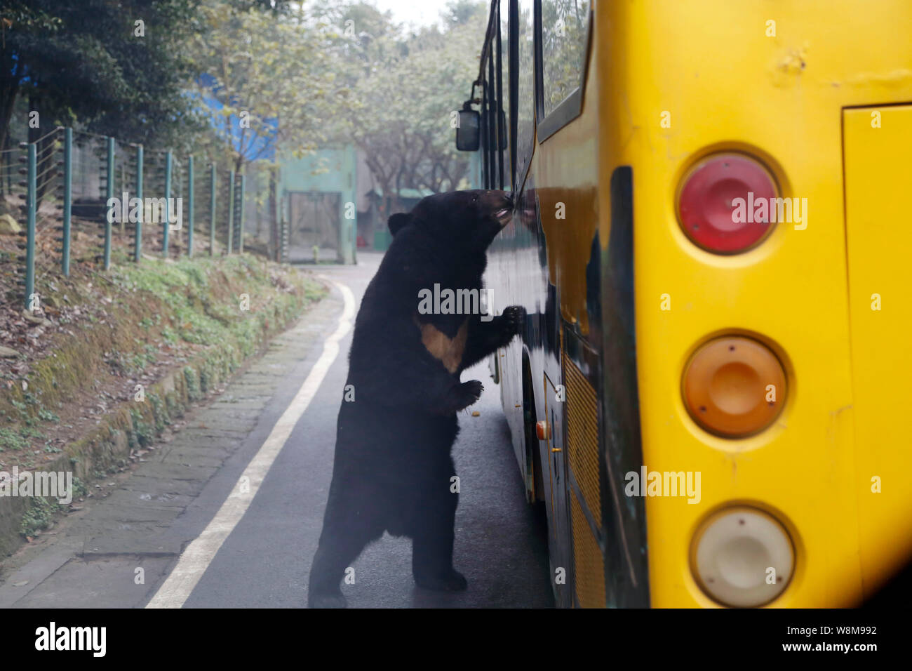 Bear Riding Bus A black bear looks into a sightseeing bus to ask for food at the ...