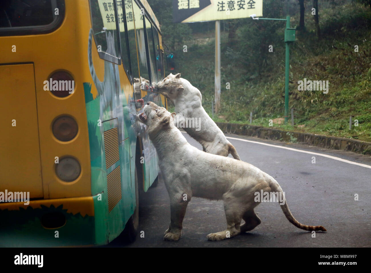 Сафари парк чили. Животные наоборот. Животные наоборот. Хищники в зоопарке. Животные наоборот.
