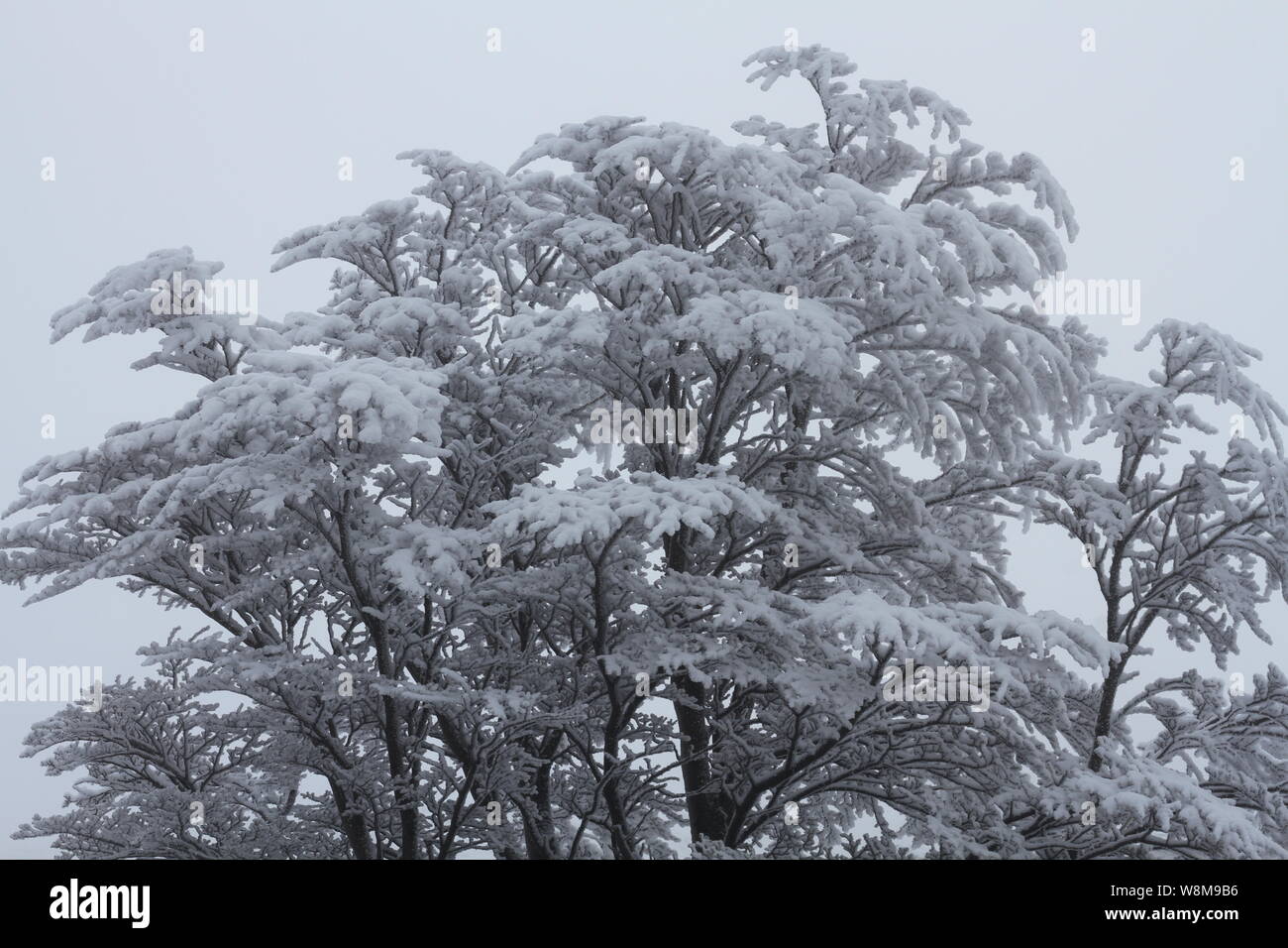 Snowy Tree Garibaldi Pass, Tierra del Fuego, Argentina. July 2019 Stock ...