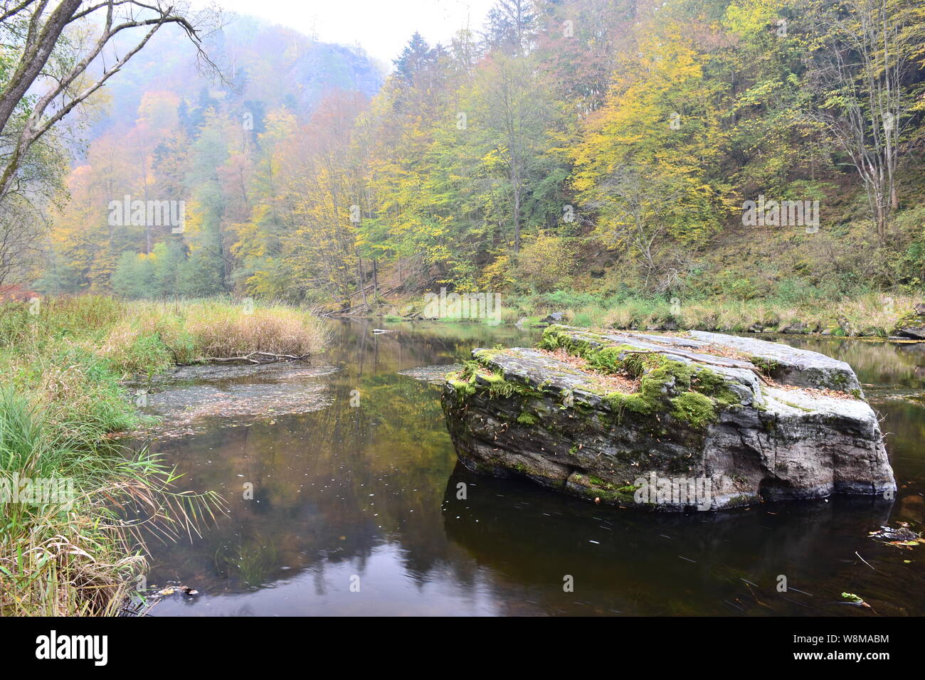 Kamp river, one of the last free-flowing major aquatic ecosystems in Austria, in the midst of natural primeval-like forest in autumn. Stock Photo