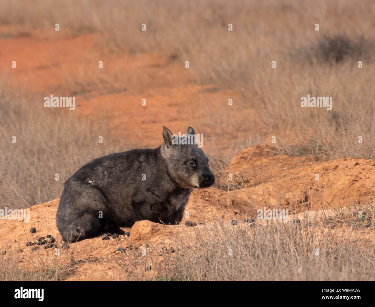 Southern Hairy-nosed Wombat (Lasiorhinus latifrons) Stock Photo