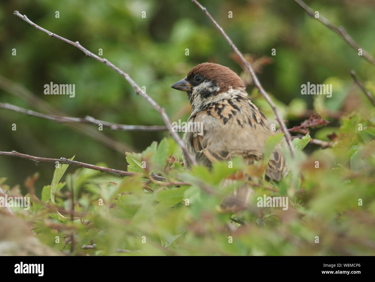 A rare Tree Sparrow, Passer montanus,  perching on a branch in a bush in the UK. Stock Photo