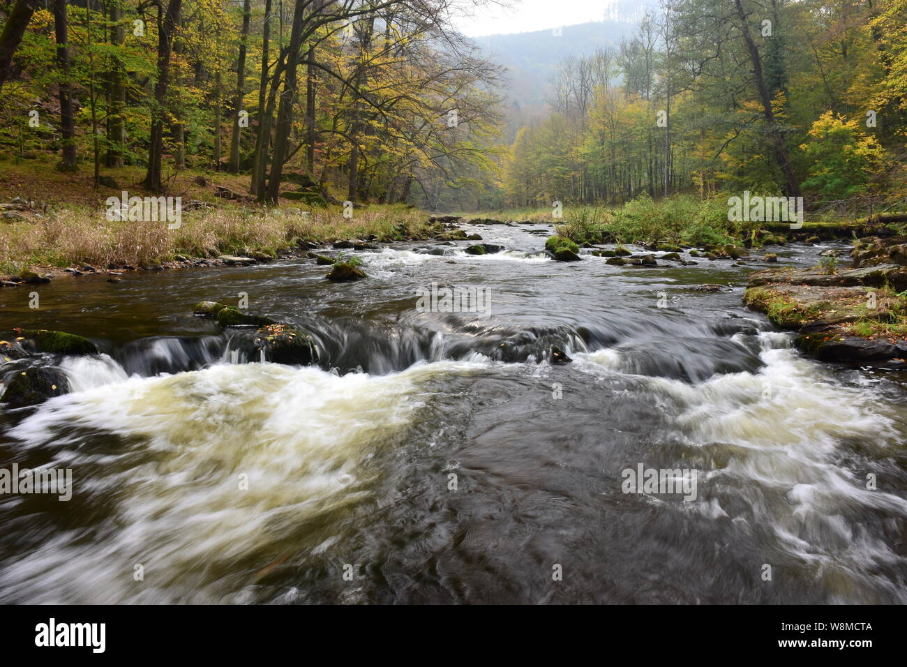 Kamp river, one of the last free-flowing major aquatic ecosystems in Austria, in the midst of natural primeval-like forest in autumn. Stock Photo