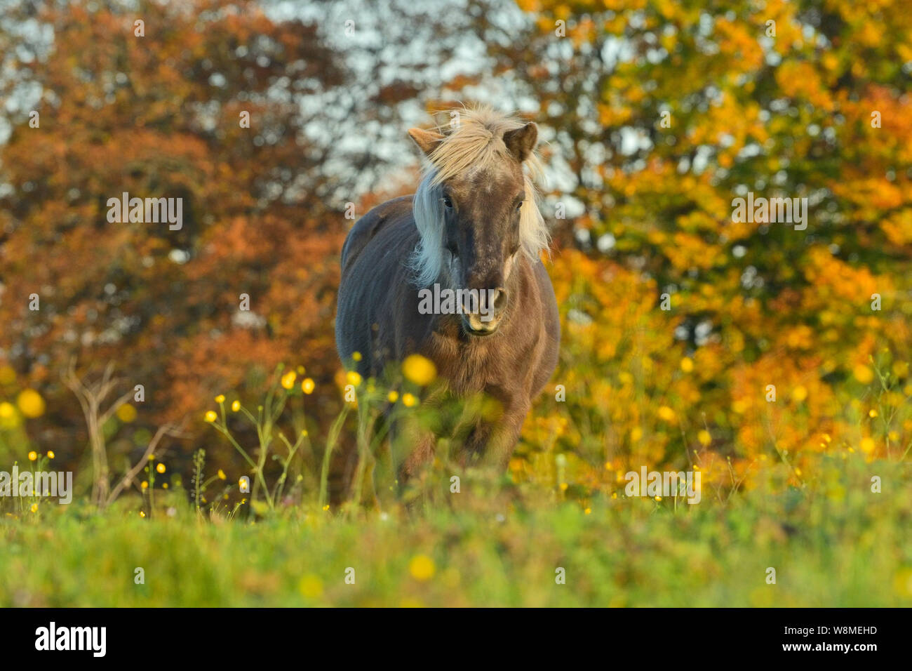 Icelandic Autumn Hi Res Stock Photography And Images Alamy