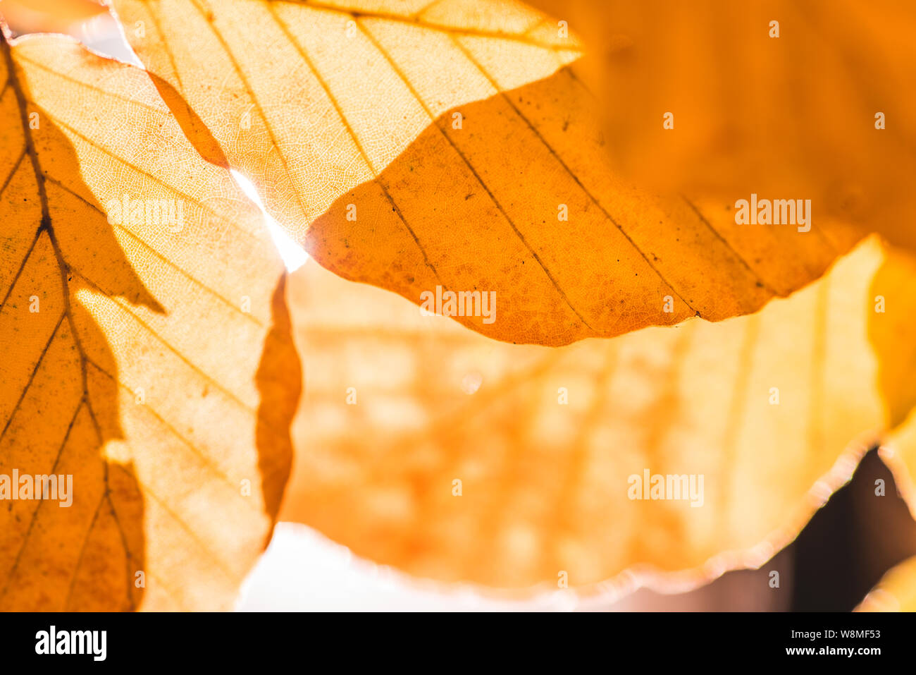 Amazing autumn images - beautiful trees in warm pastel tones, sun shining through the branches - perfect fall Stock Photo