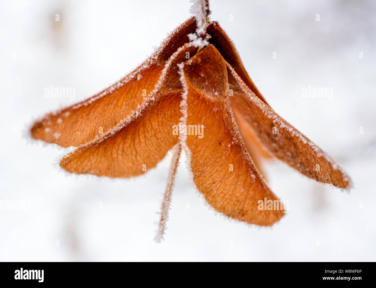 Beautiful winter macro - gentle frost covering green and yellow plants - amazing seasonal image with snowy feel and festive vibe. Christmas is coming! Stock Photo