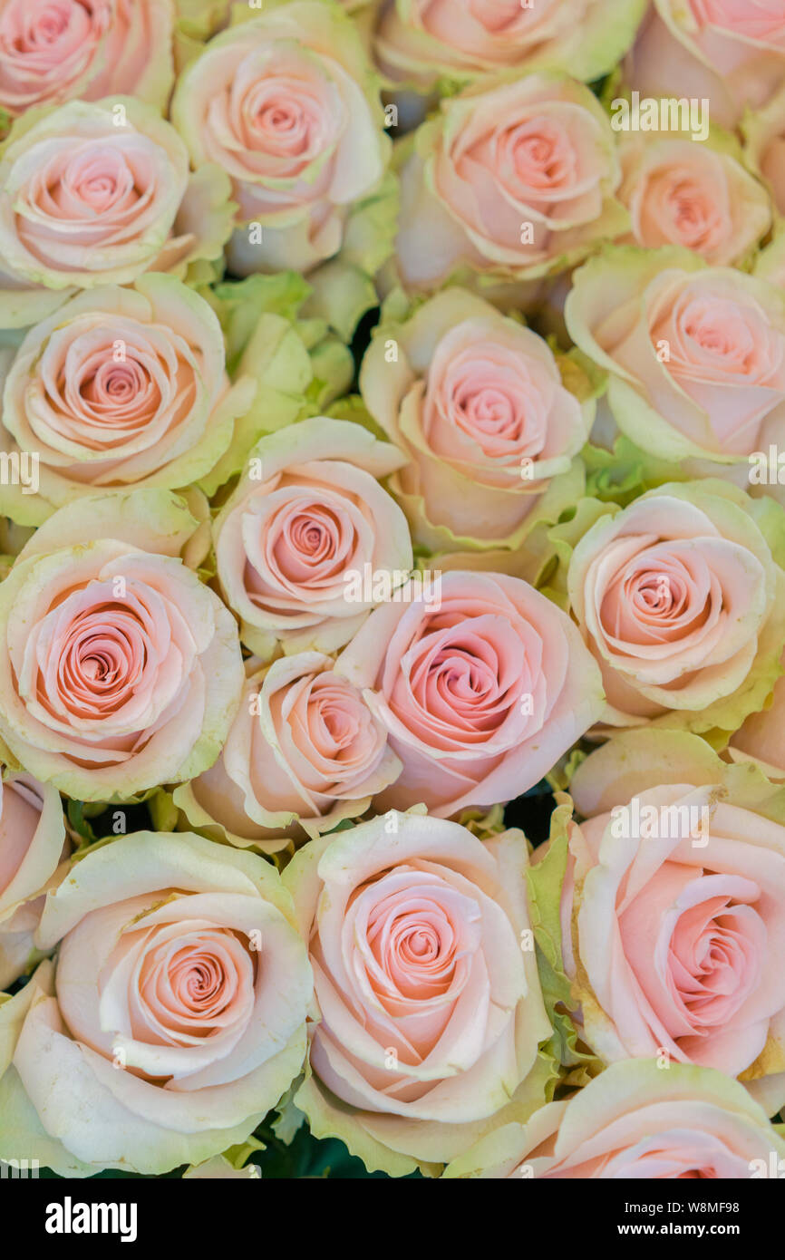Beige roses background. White roses horizontal seamless pattern. White ...