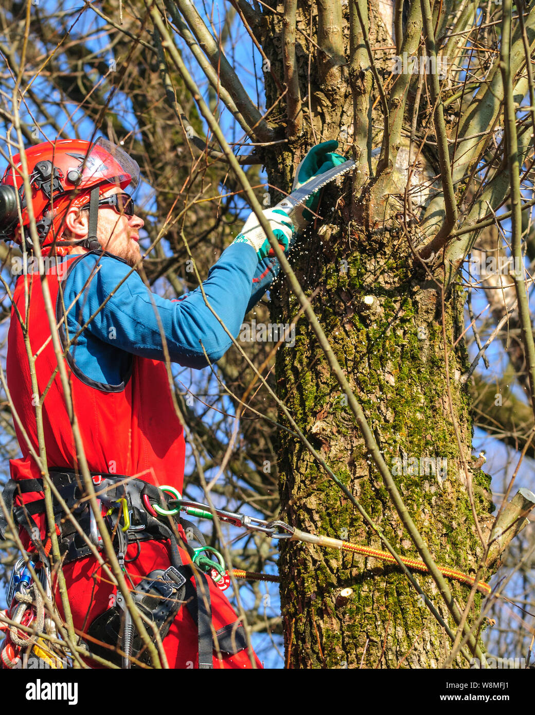 Treeworker doing his arduous and demanding job Stock Photo