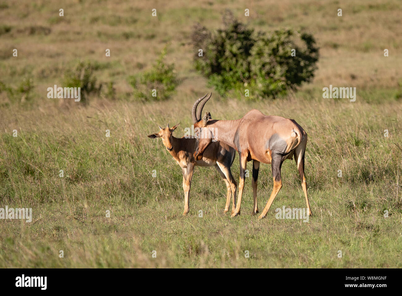 young Topi Gazelle with its mother in the Masai Mara Kenya Stock Photo