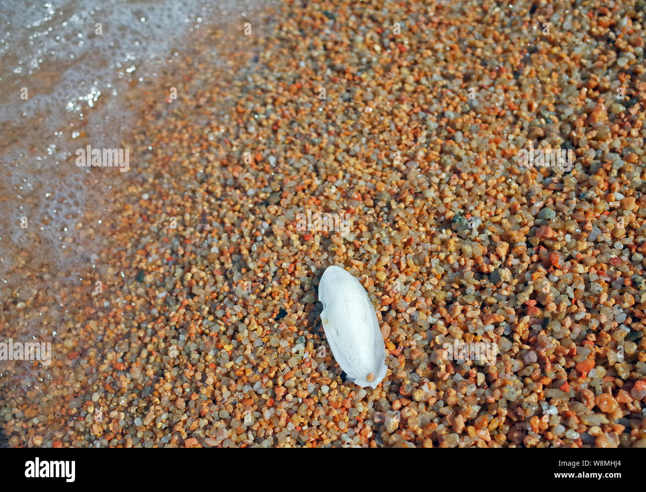Cuttlefish bone in the beach in Palau, Sardinia Stock Photo