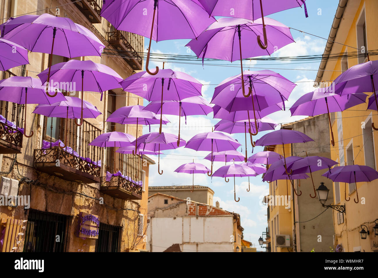 Purple umbrellas 2024