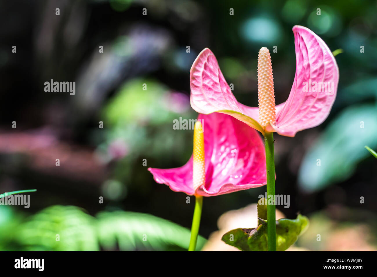 Pink spadix flower in rainforest close up, Flamingo lily, Pink anthurium andreanum flower Stock Photo