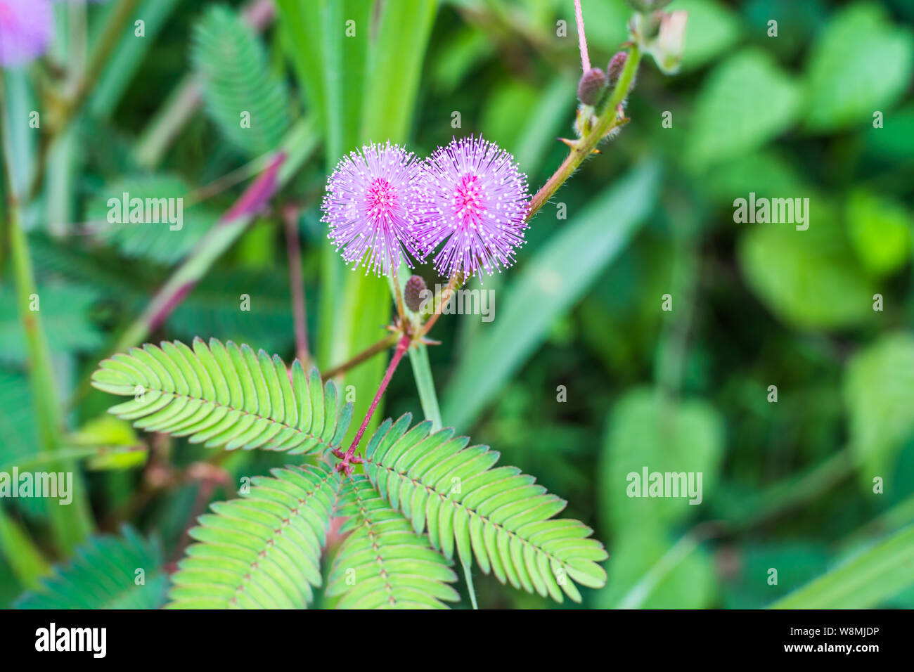 Pink mimosa flowers in a field of green forest Stock Photo