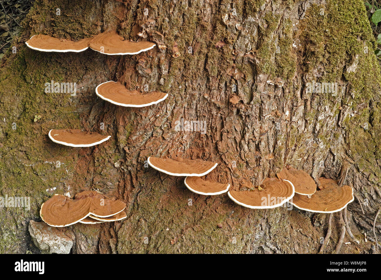 a poplar trunk parasitized by mushrooms ganoderma applanatum Stock Photo