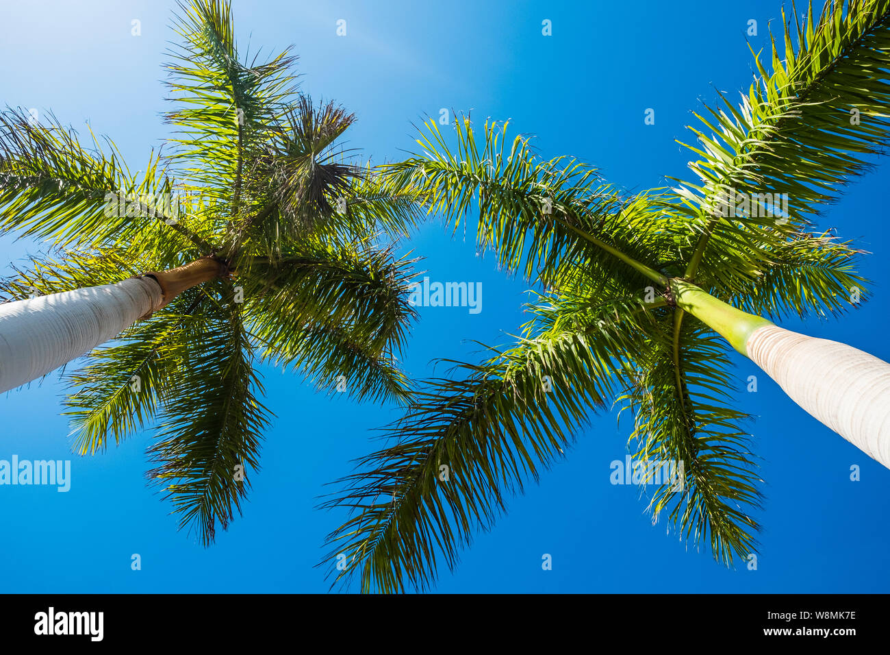 Ground view of palm trees in the blue sky clear background - tropical and summer holiday vacation concept with beautiful nature tree with green colors Stock Photo
