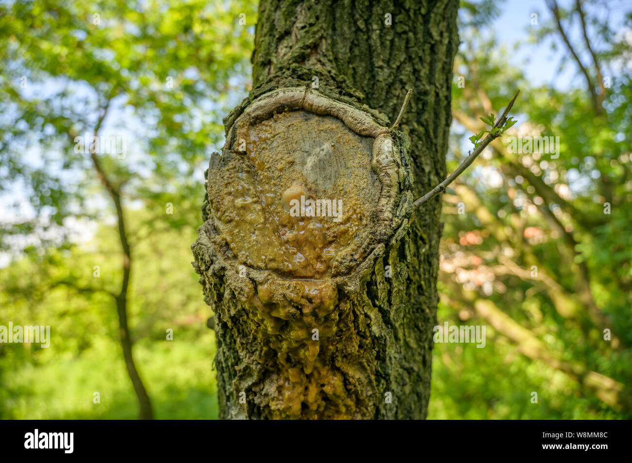 Leaking juice from a damaged tree Stock Photo Alamy