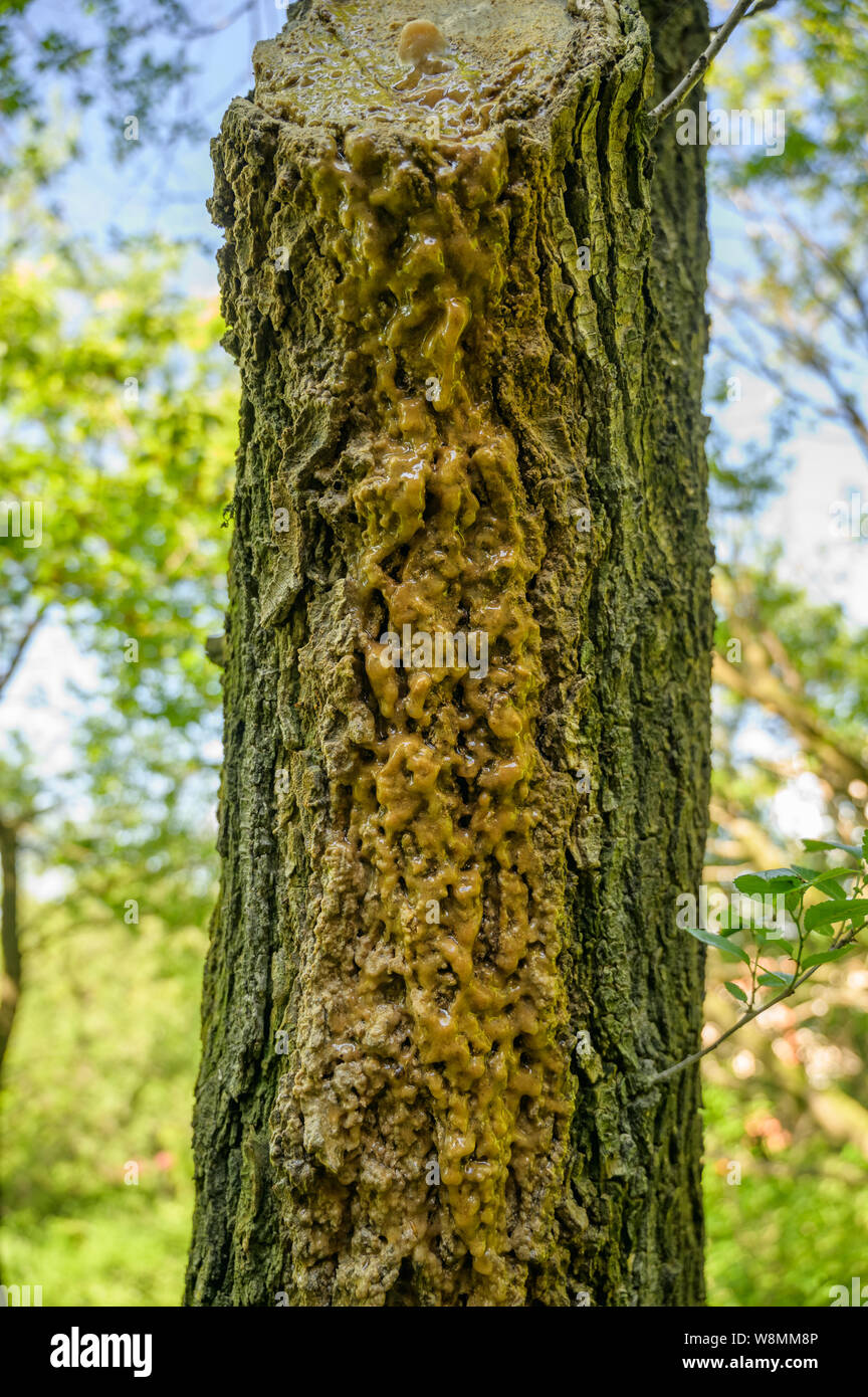 Leaking Juice From A Damaged Tree Stock Photo - Alamy