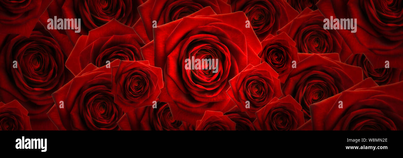 High resolution floral panoramic photographic montage of Red Roses ...