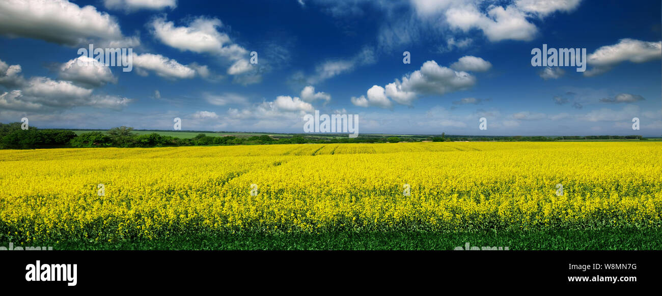 Beautiful yellow field of rape against the blue sky and trees Stock Photo