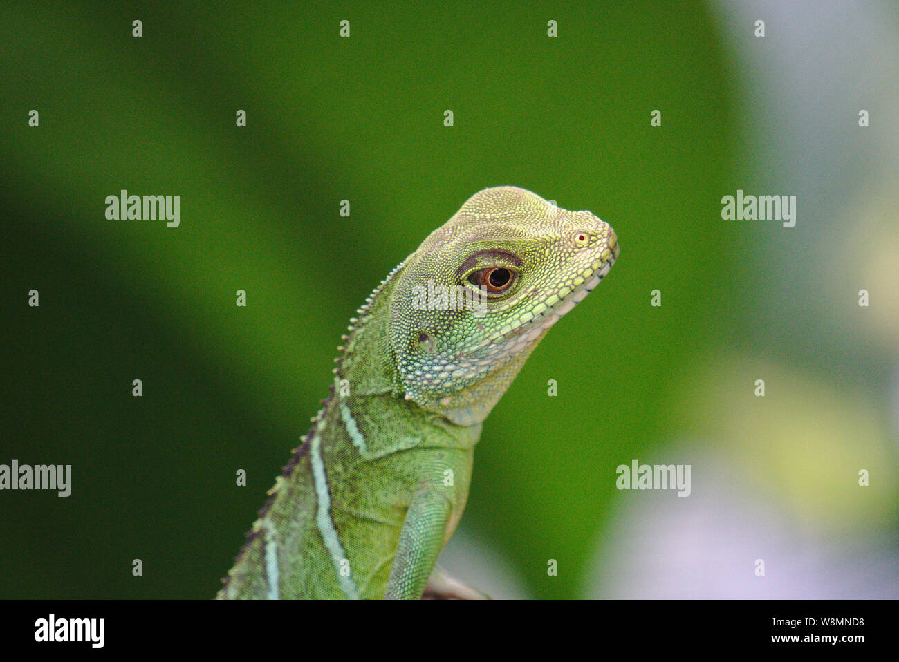 Chinese Water Dragon Stock Photo - Alamy