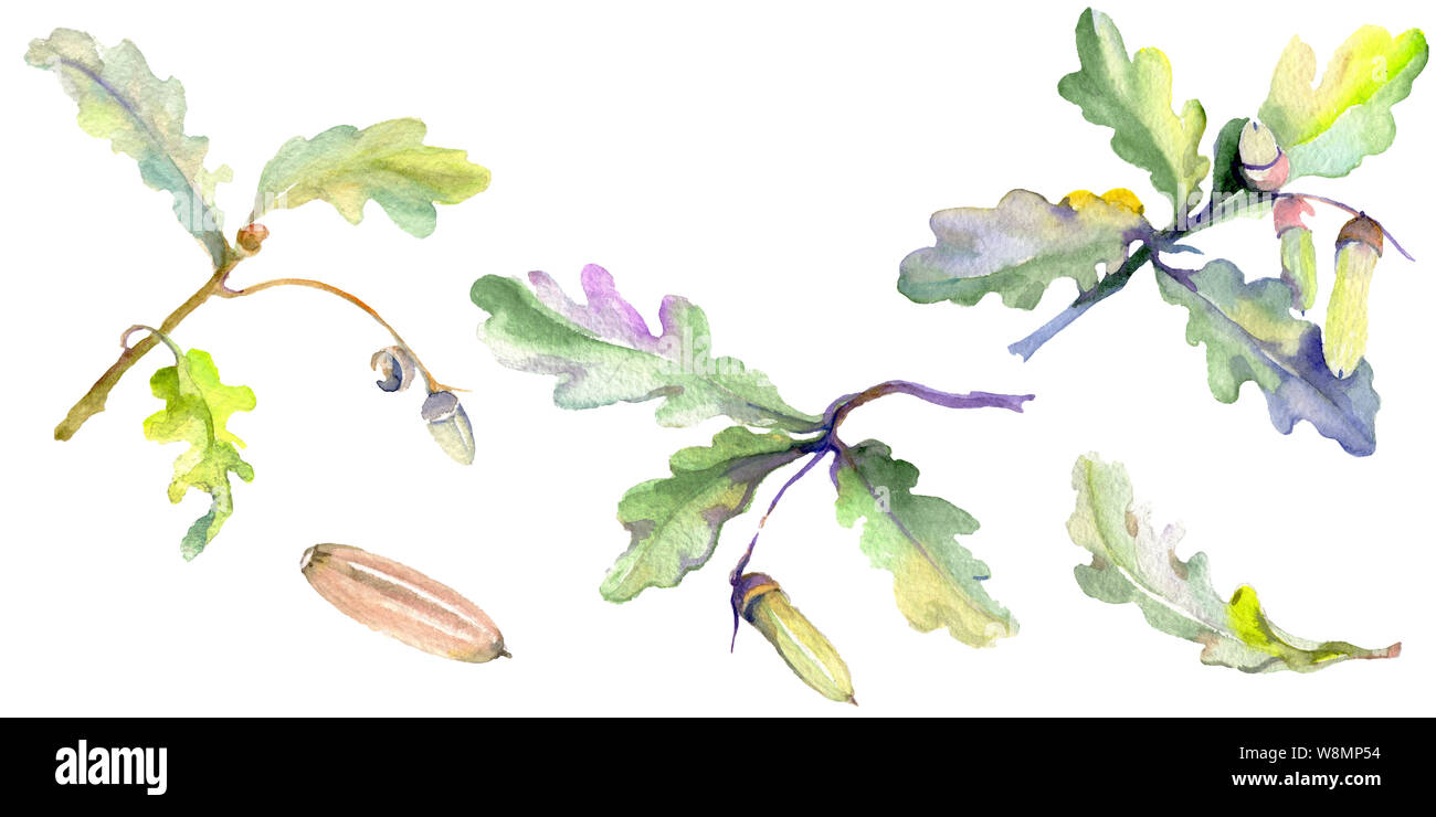 Forest acorn green leaf and nut. Watercolor background illustration set ...