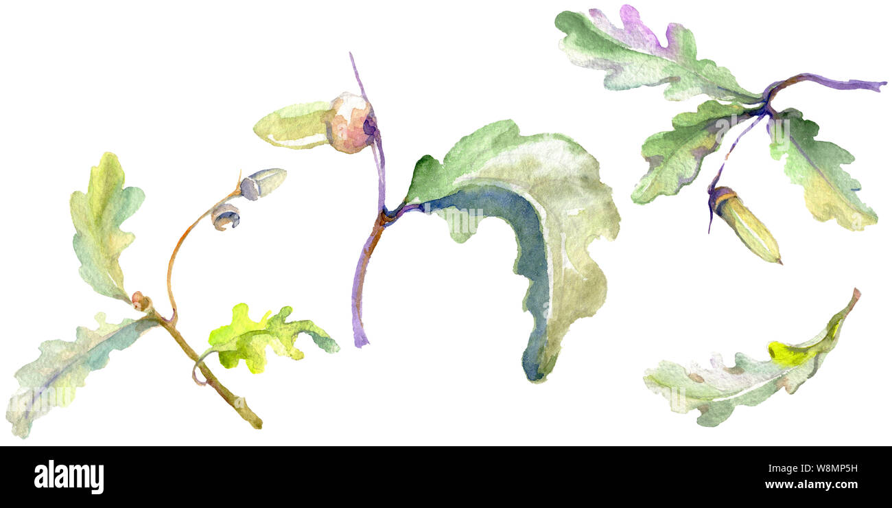 Forest acorn green leaf and nut. Watercolor background illustration set ...