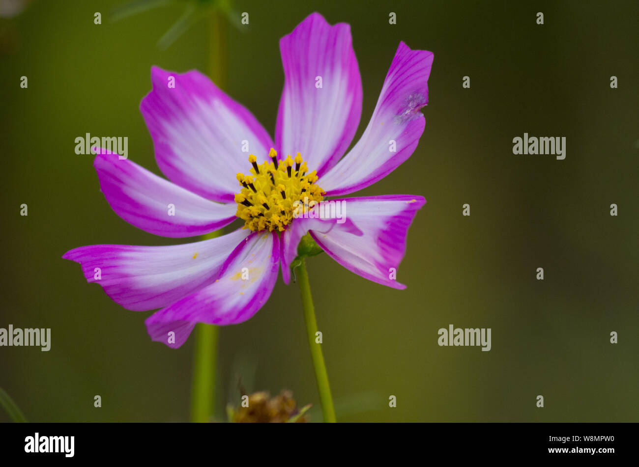 purple cosmos in the garden Stock Photo - Alamy