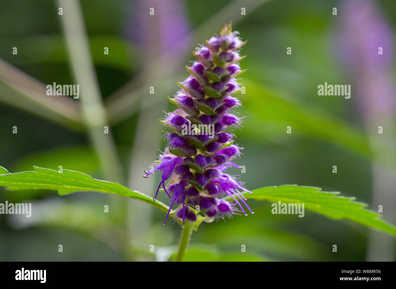 blossom of violet flower Ajuga multiflora Stock Photo